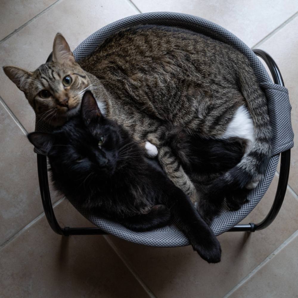 Cat Bed - Pink: image 5