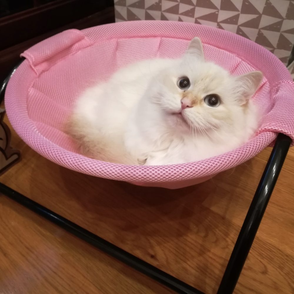 Cat Bed