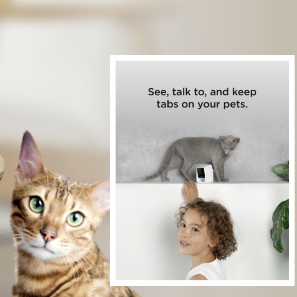 Pet Monitoring Camera: image 5