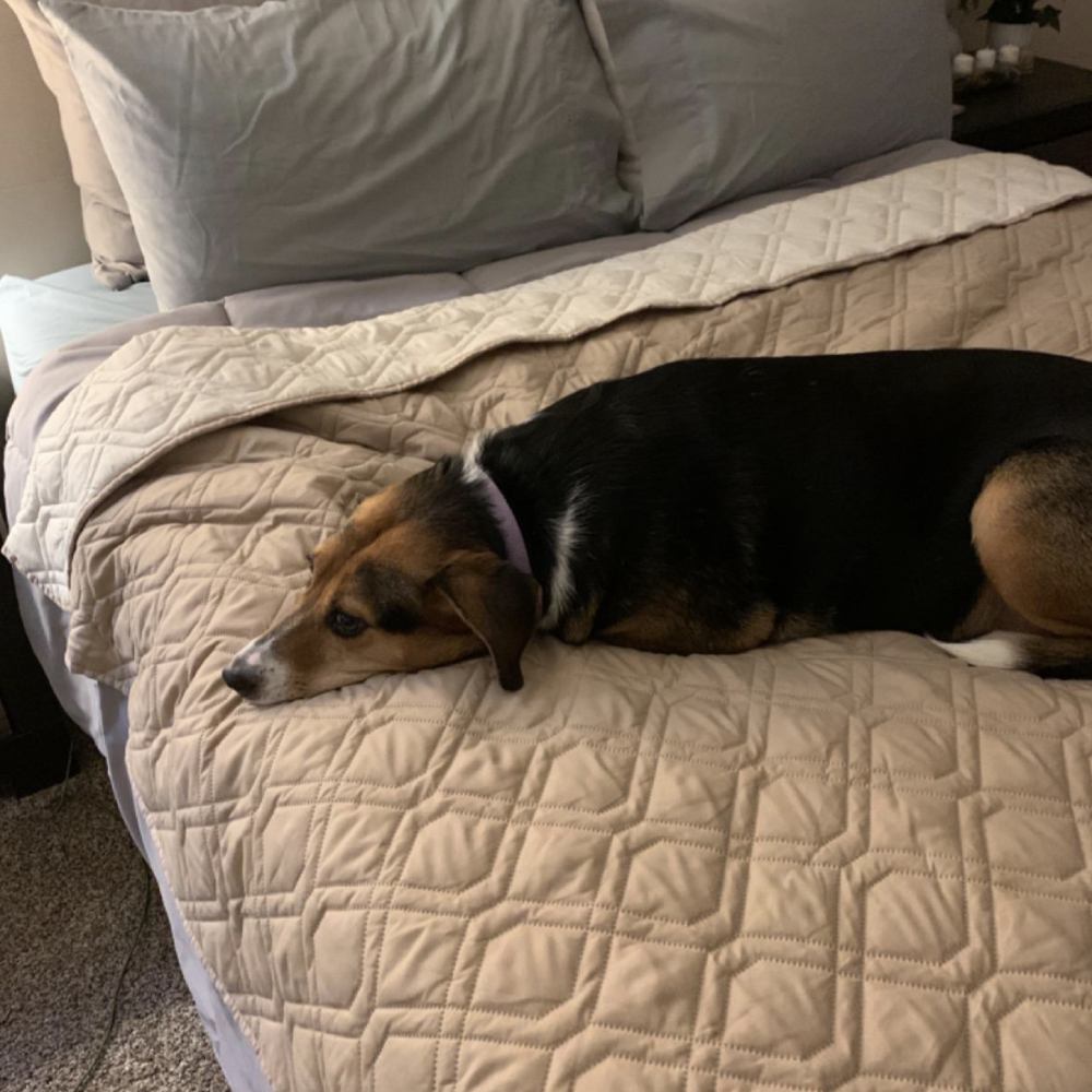 Waterproof Pet Dog Blanket - Light Grey: image 2
