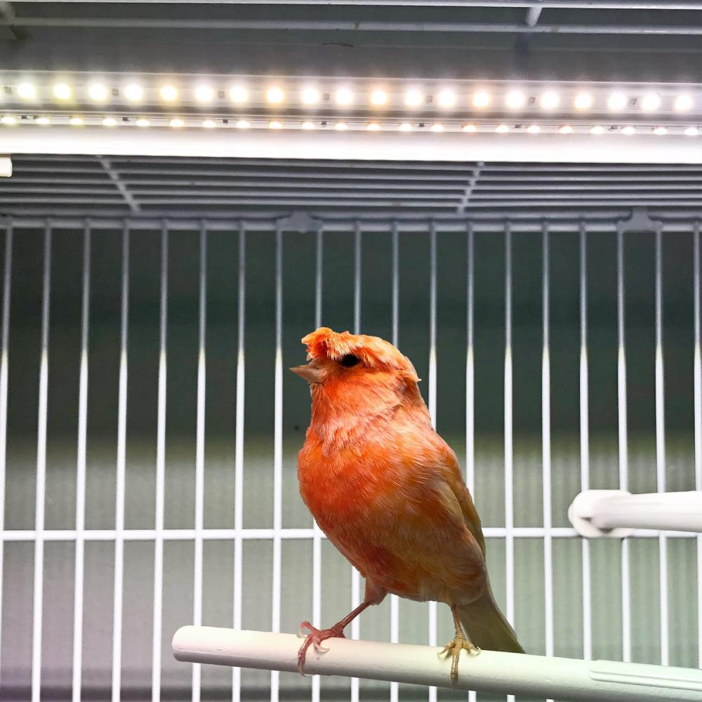 Bird Cage Light - Softbill Light 24 Inches: image 3