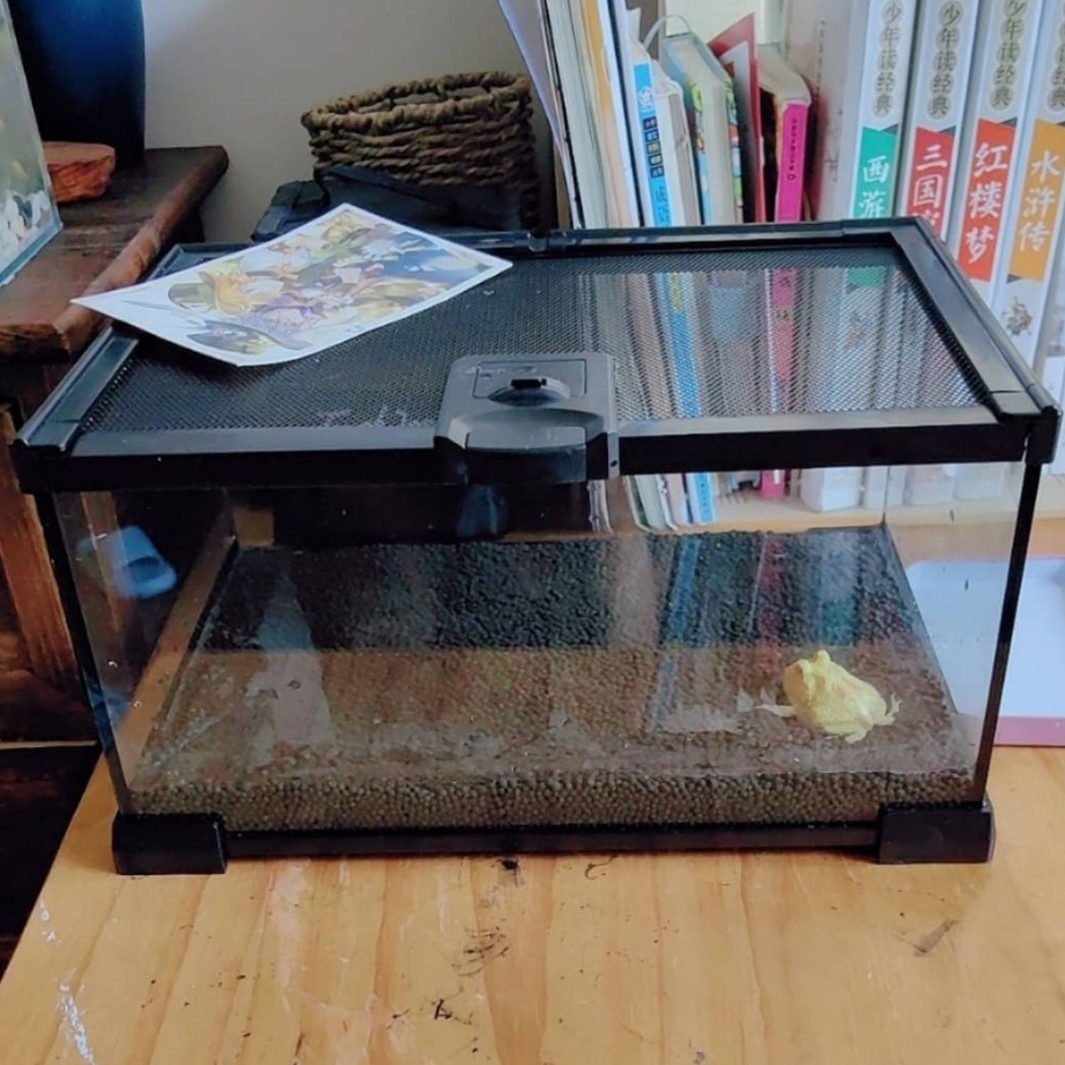 Mini Reptile Glass Terrarium Tank: image 2