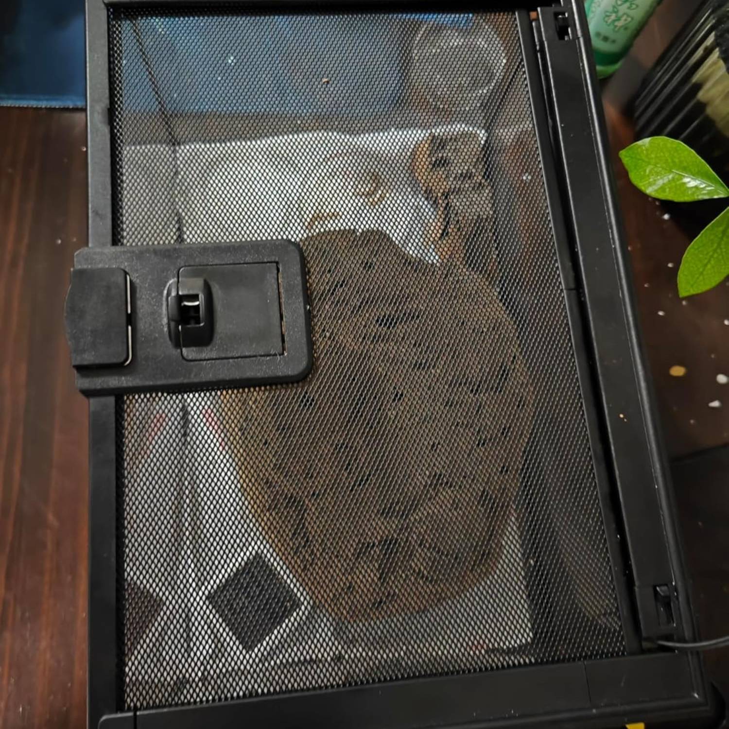 Mini Reptile Glass Terrarium Tank: image 3