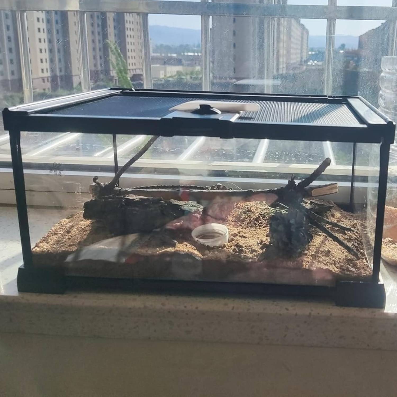 Mini Reptile Glass Terrarium Tank: image 4
