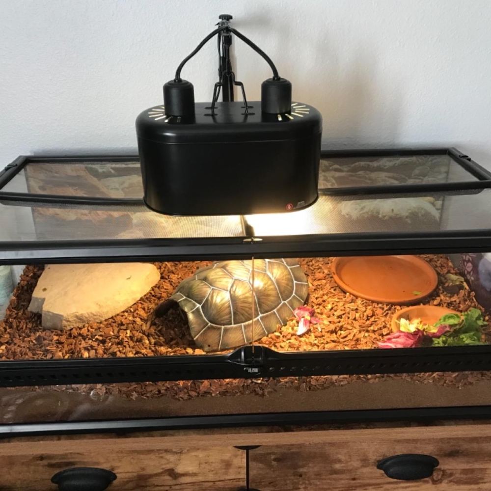 Reptile Light: image 8