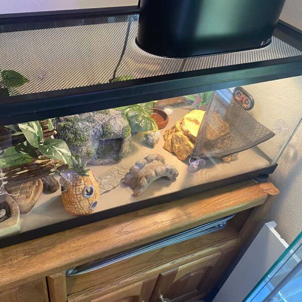 where to buy reptile light online